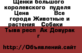 Щенки большого (королевского) пуделя › Цена ­ 25 000 - Все города Животные и растения » Собаки   . Тыва респ.,Ак-Довурак г.